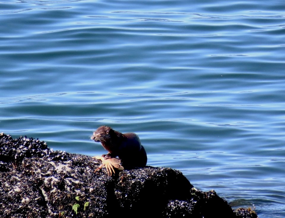 Otter beside the sea with a great big crab