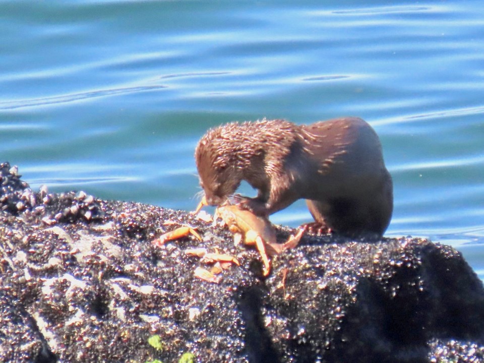 Otter eating a big crab beside the sea