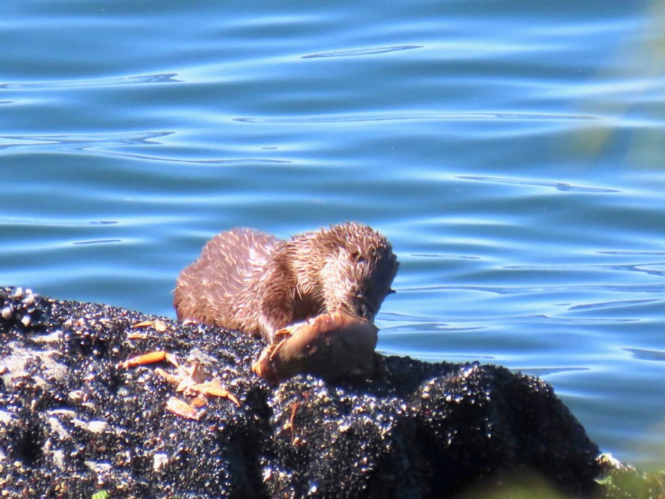 Otter eating a big crab on rocks by the sea