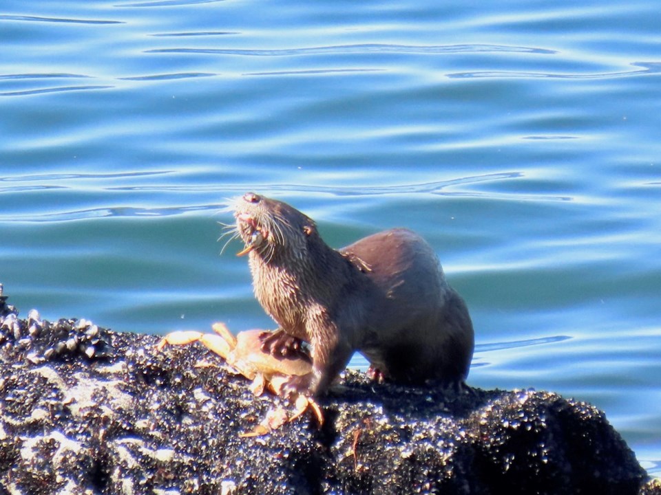 Otter with a great big crab
