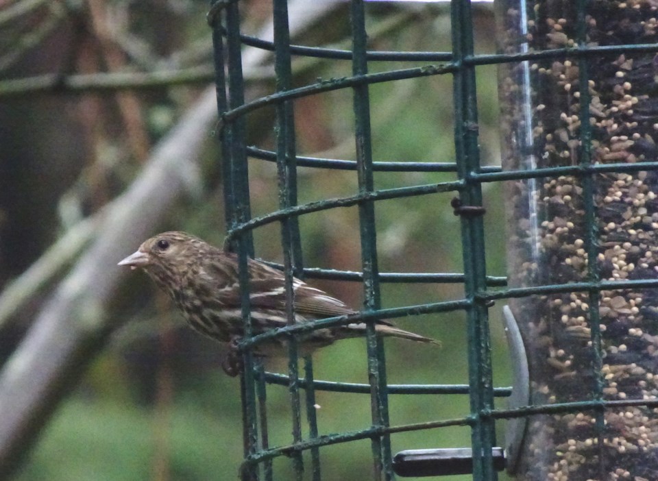 Pine Siskin at birdfeeder