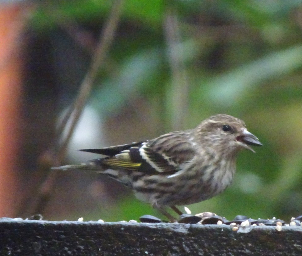 Pine Siskin