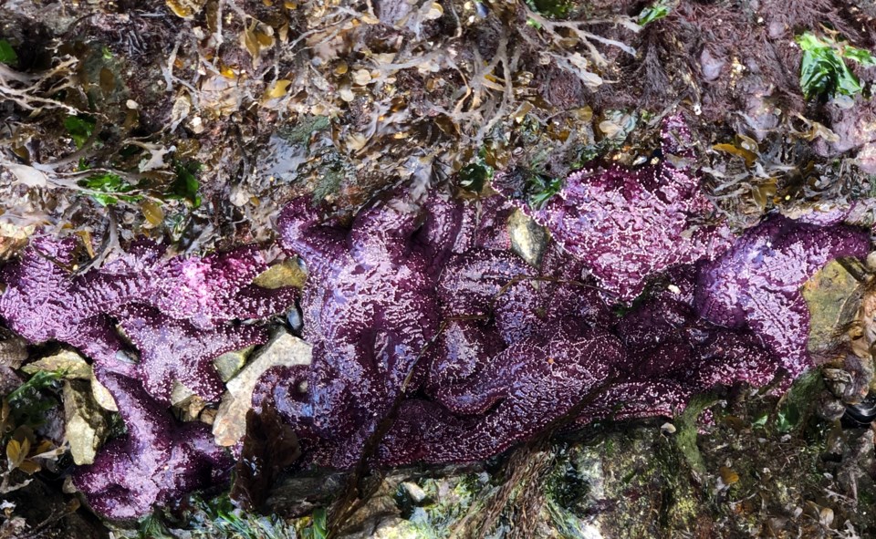 purple-starfish-1