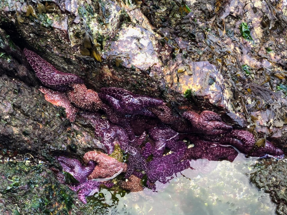purple-starfish-2