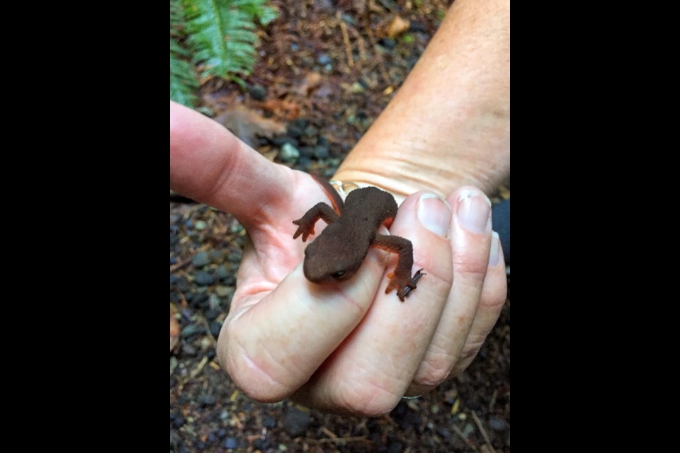 Rough-skinned newt in hand on the Mid Island Trail. Note: these newts’ dangerous poison resides on their skin, so humans must be very careful to wash their hands if they’ve handled such a newt. 