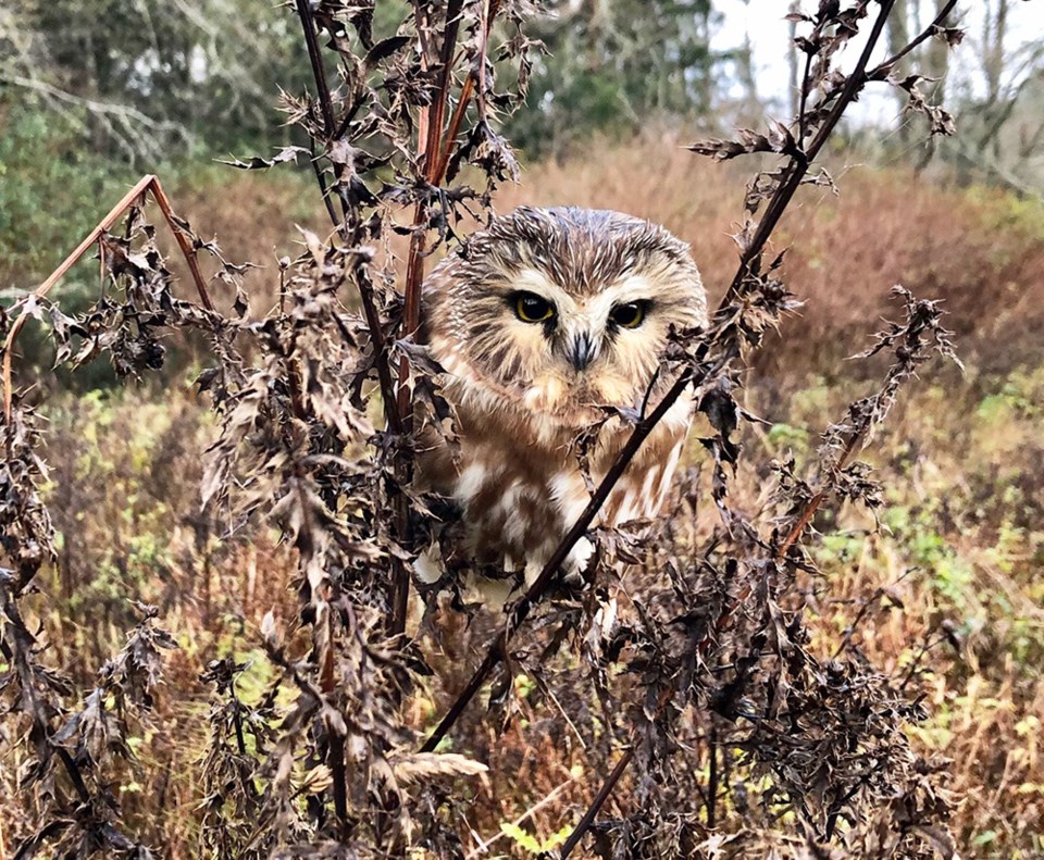 Saw-whet owl by Rosie Drescher