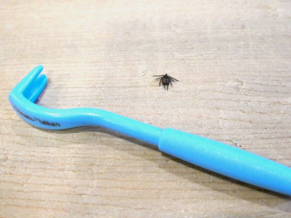 Tick beside a tick remover