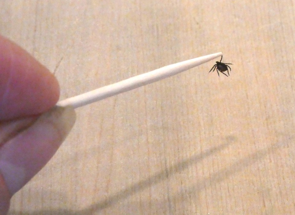 Tick on a toothpick