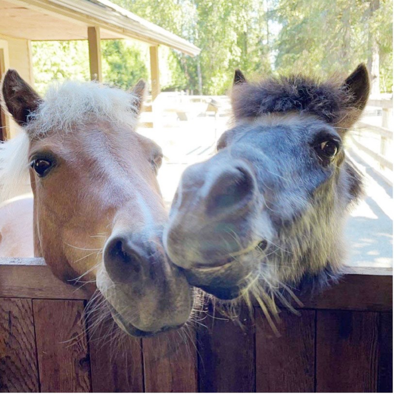 Two horse faces