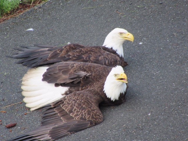 These two eagles locked together on the ground in front of Diana Kaile's house late May 2021.