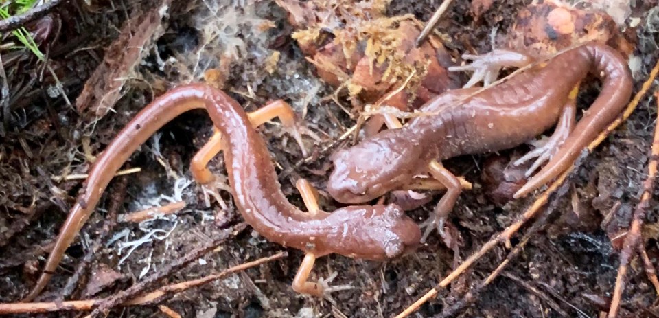 Two salamanders on the ground