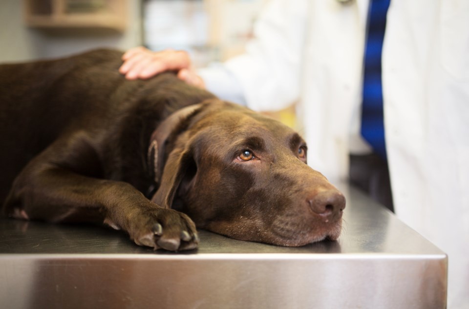 Vet and Labrador retriever GettyImages-929873726