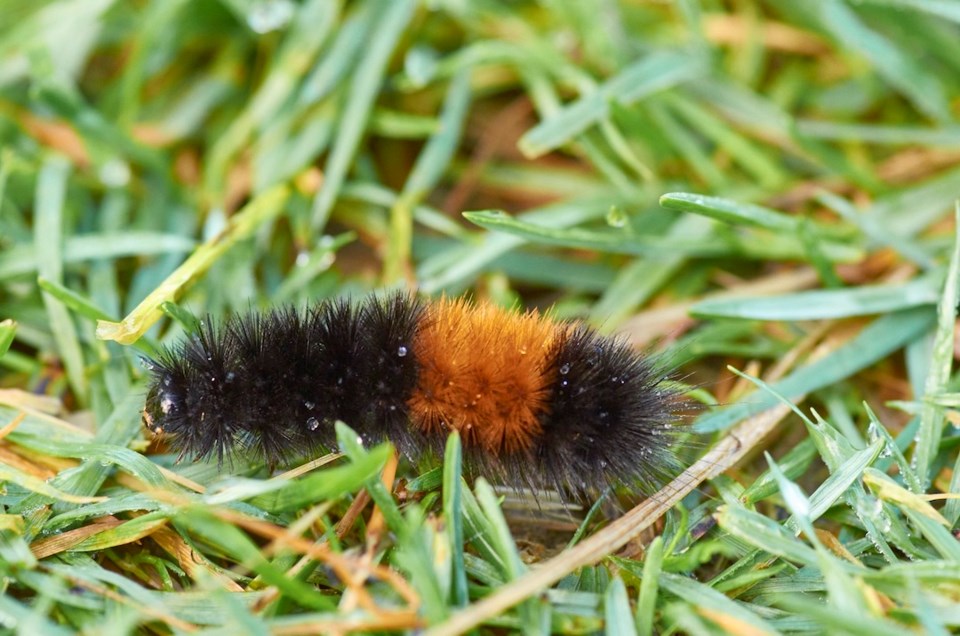 Woolybear Caterpillar - Will Husby - Bowen Nature Club