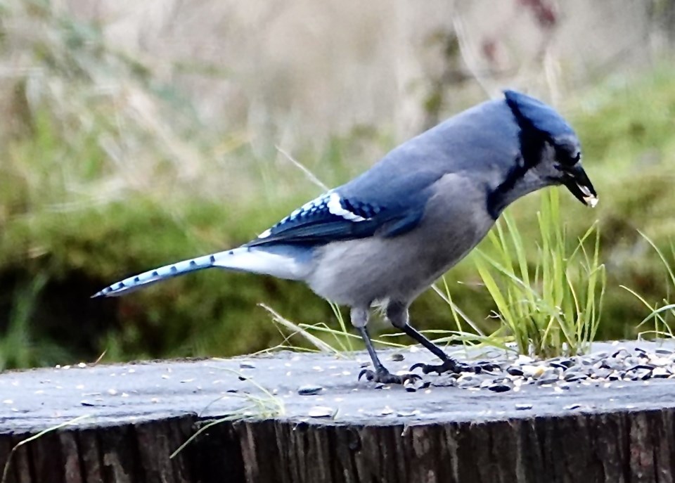 zone 9a blue jay photo