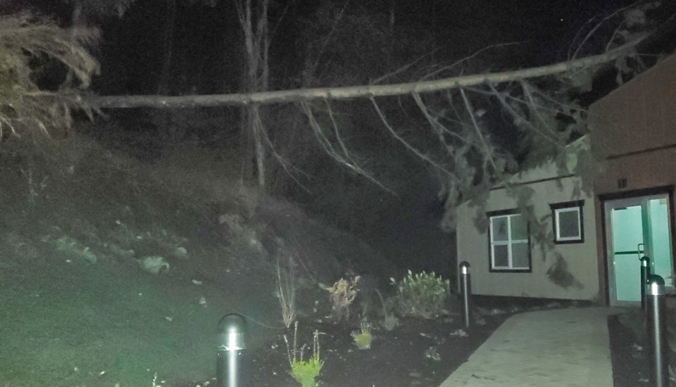 tree-down