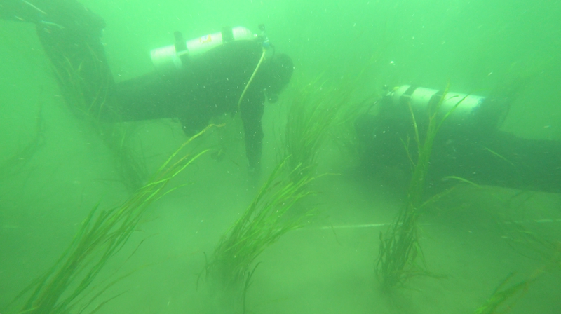 1619180-Divers-in-planted-eelgrass-area