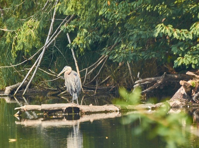 great-blue-heron