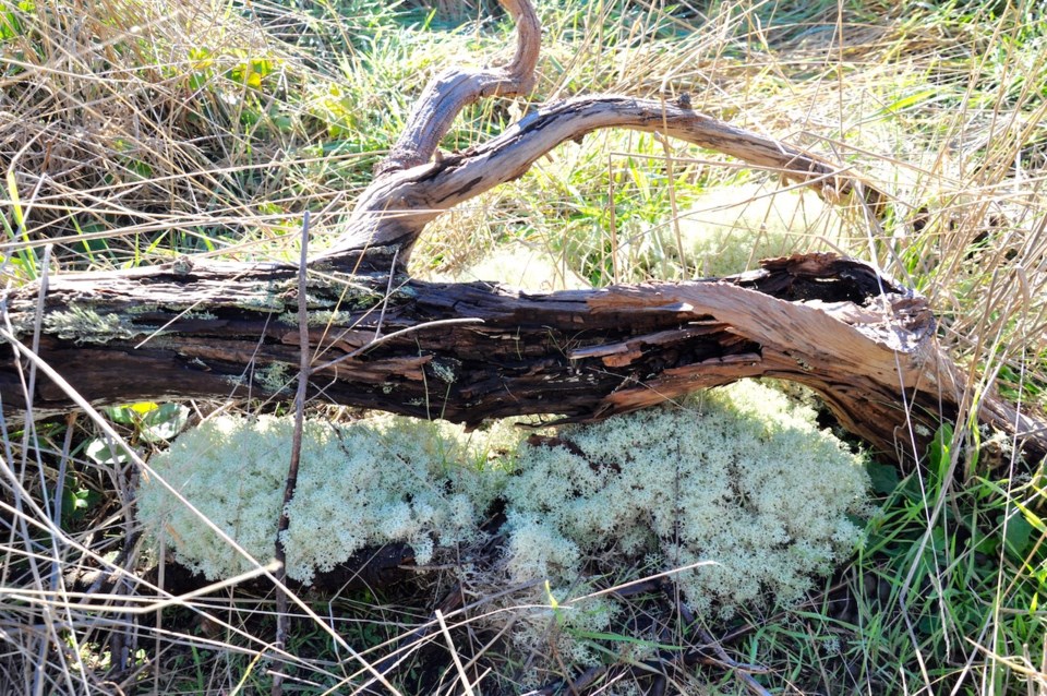 Reindeer lichen 2