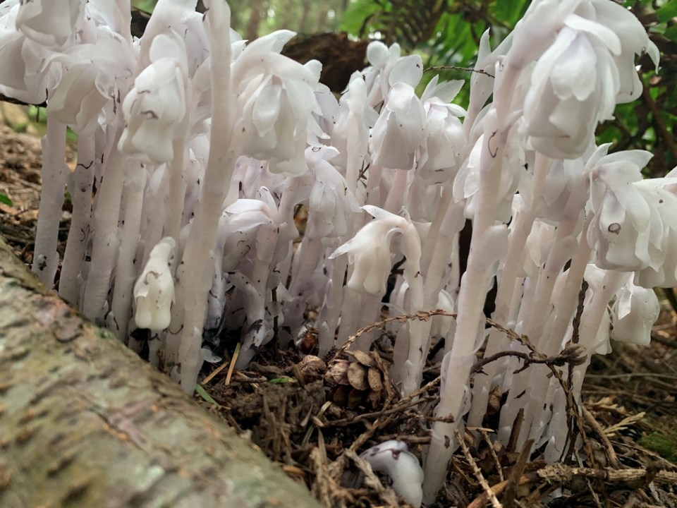 Flowering plant or fungus