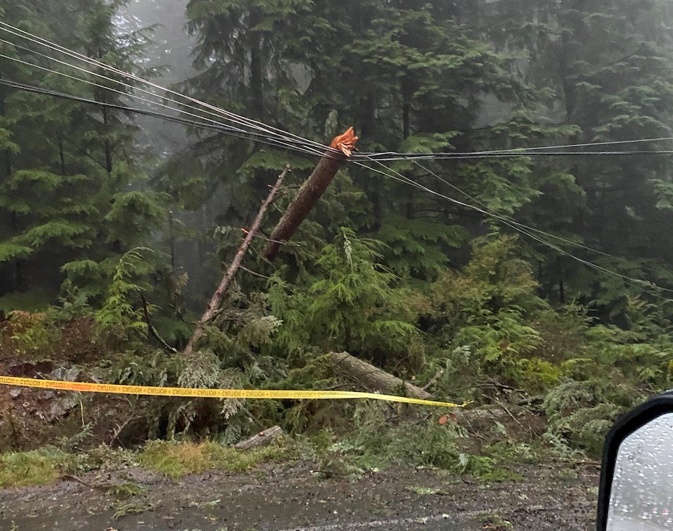 Broken tree leaning on power line