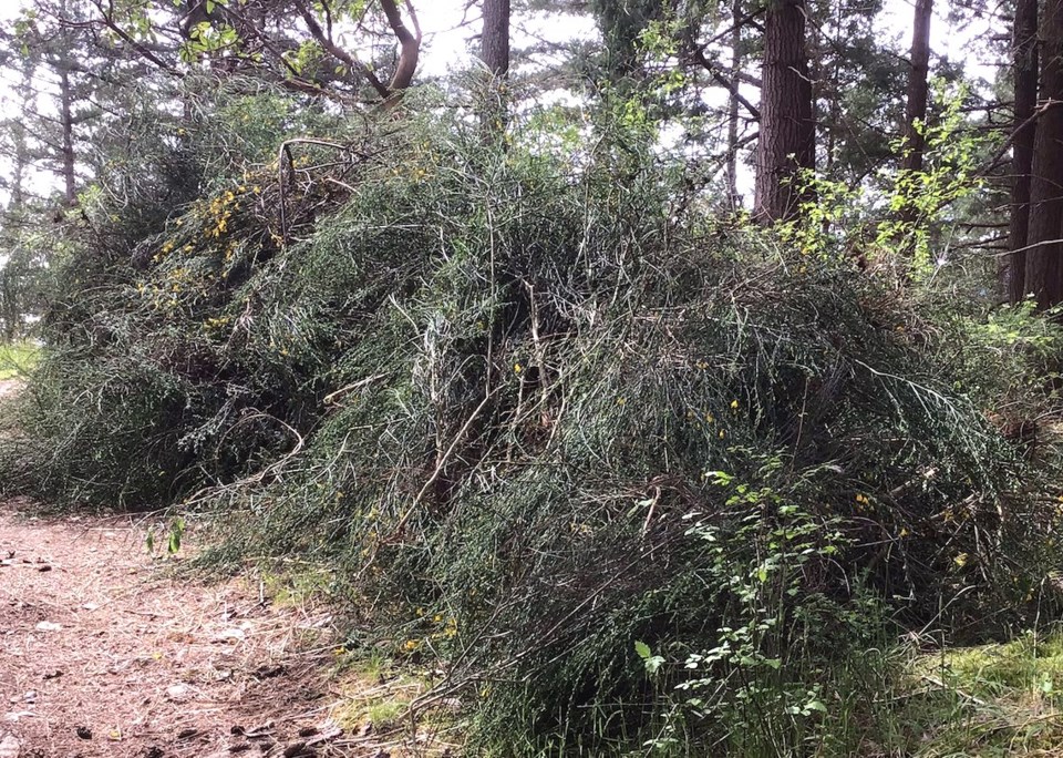 Bushes of Scotch broom