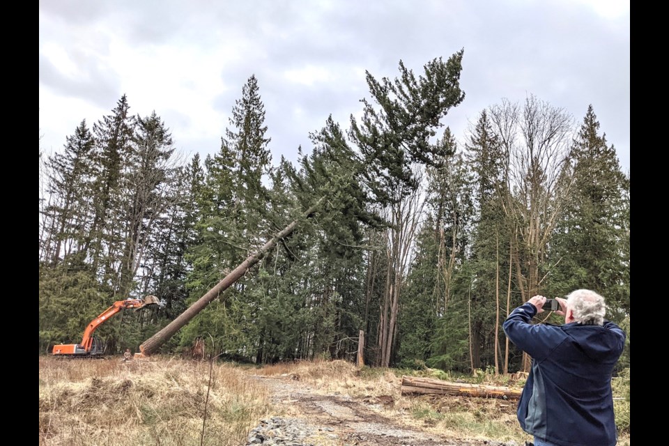 A 175 foot (ish) tall Douglas fir falls as the lot clearing for the new fire hall and emergency operations centre proceeds Feb. 18, 2021