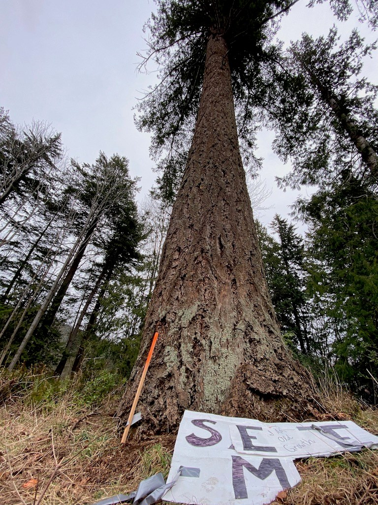 View up the Doug fir with a "save me" sign at the bottom