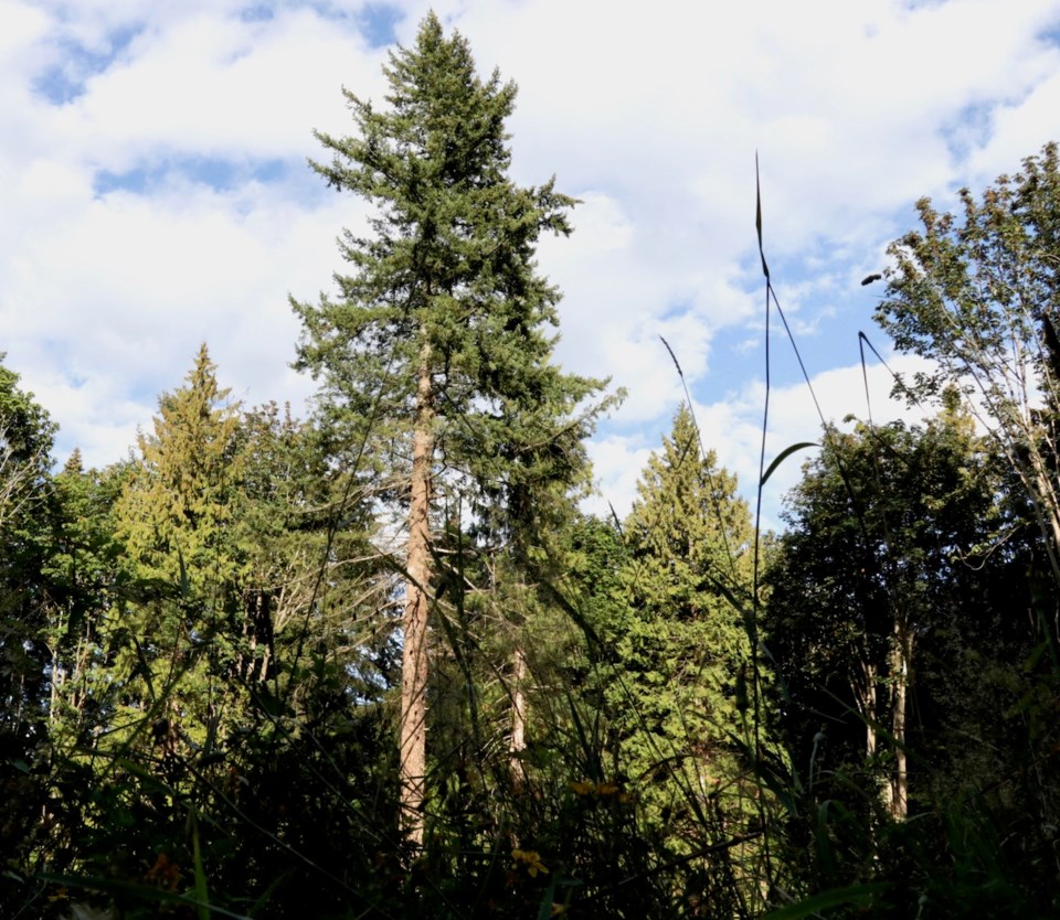 Doug Fir on the fire hall lot in 2018