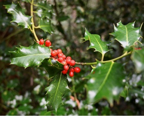 Holly berries