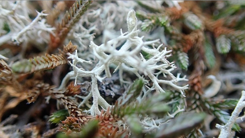 Coastal Reindeer (Cladina portentosa) 