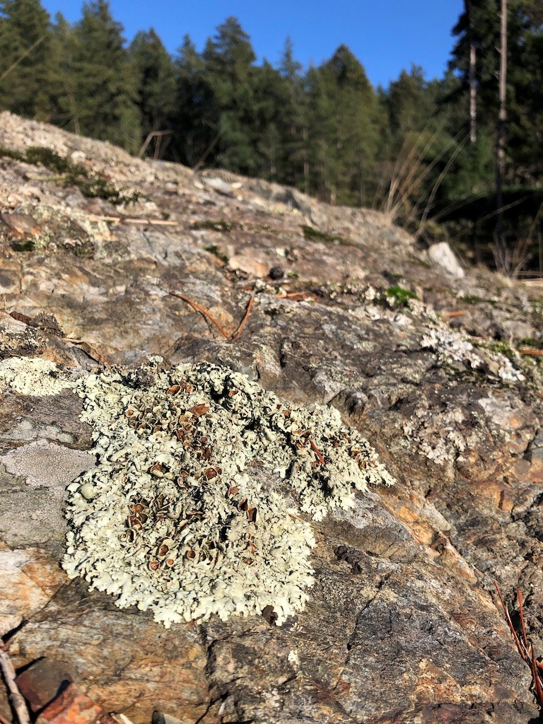 Columbia Rock Shield (Xanthoparmelia cumberlandia) 