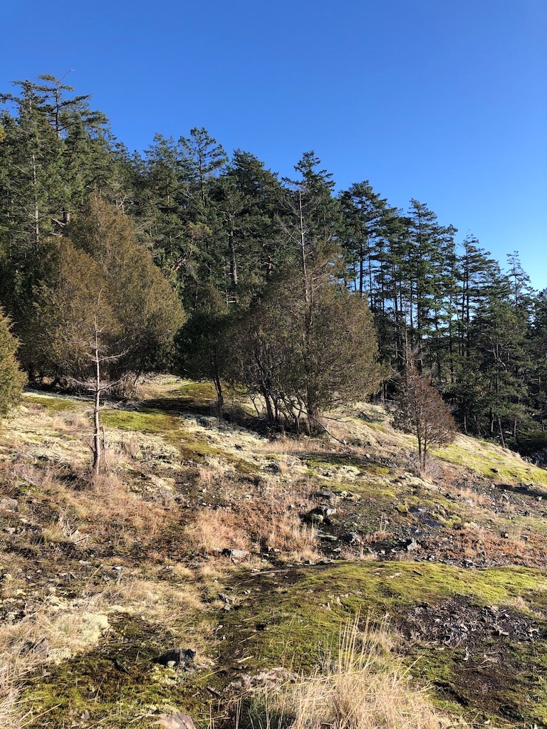 Stunted trees on bluffs KileyRedhead