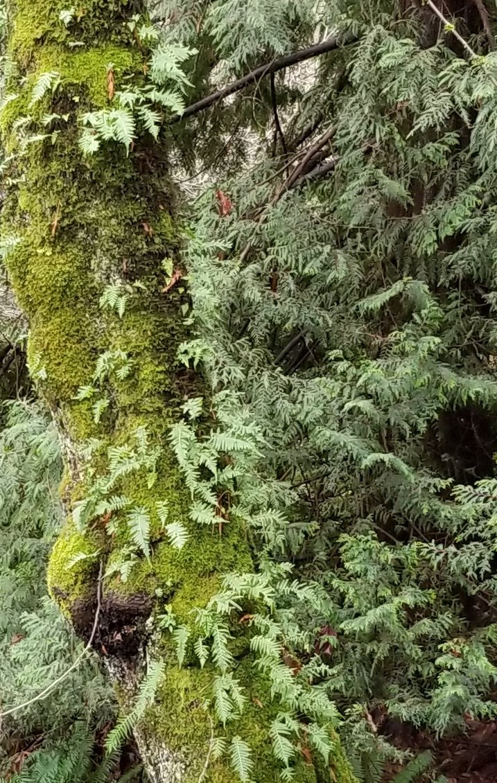 Licorice ferns growing on moss on a tree