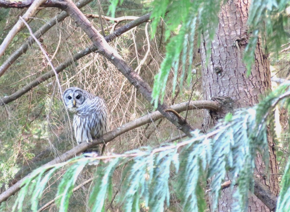 Aug-BarredOwl-JenRitchie (1) 2