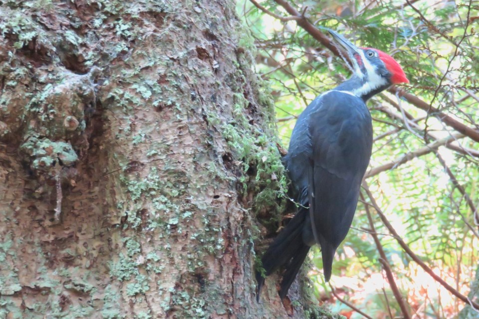 Aug-Pileated-JenRitchie 2