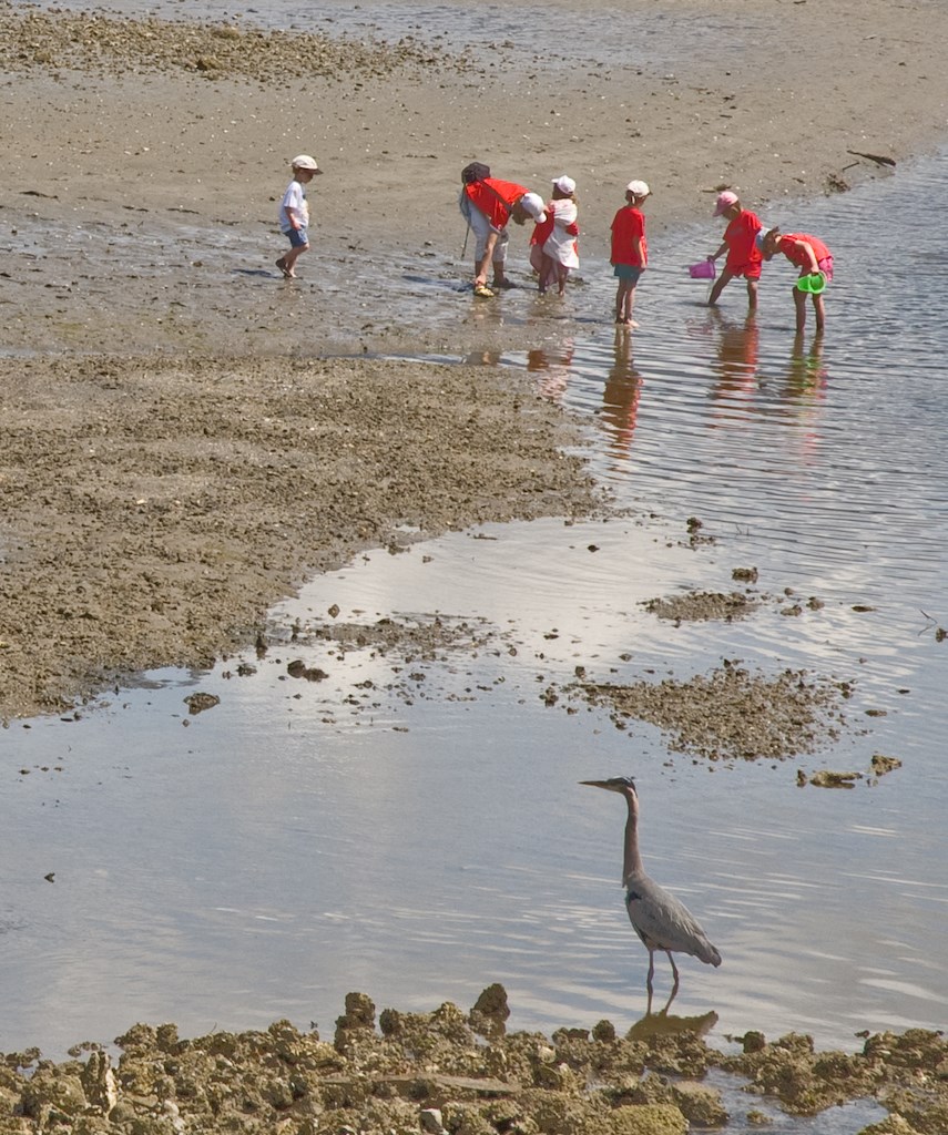 Kids playing on the beach with a heron in the foreground