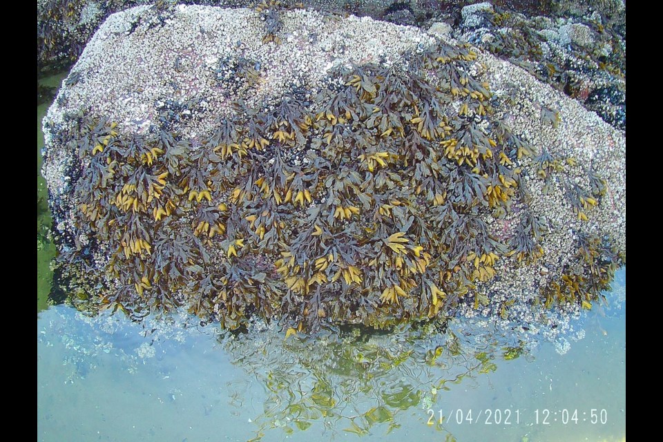 Popweed (Fucus gardneri) 2-4 inches long, along Sandy Beach.
