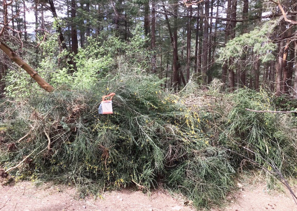 Ripped up bushes of Scotch broom