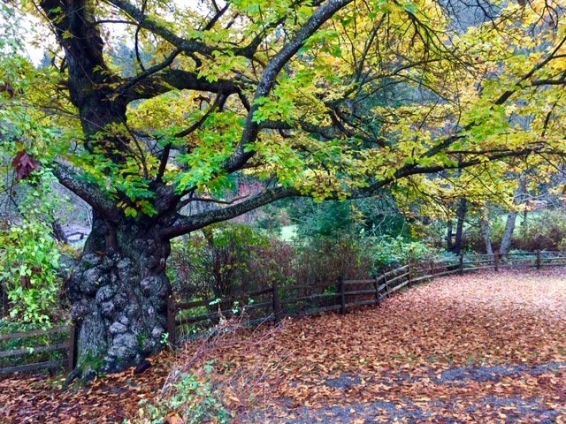 The chestnut in Davies Orchard