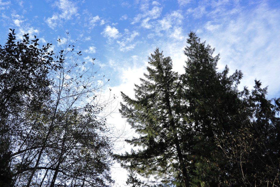 Trees set against a blue sky