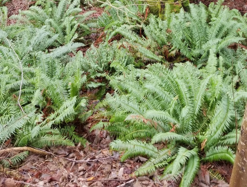 Western sword ferns