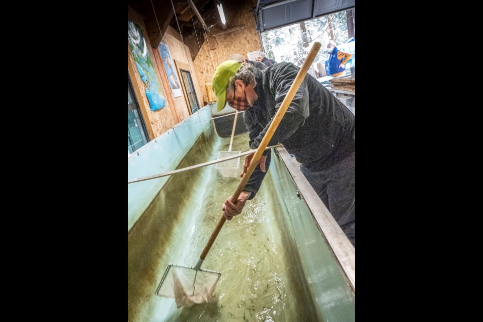 Just a few volunteers Terminal Creek Hatchery collected fry that had grown from eggs over the winter.