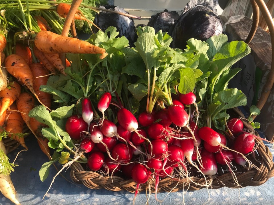 Veggies, some radishes, carrots, lettuce