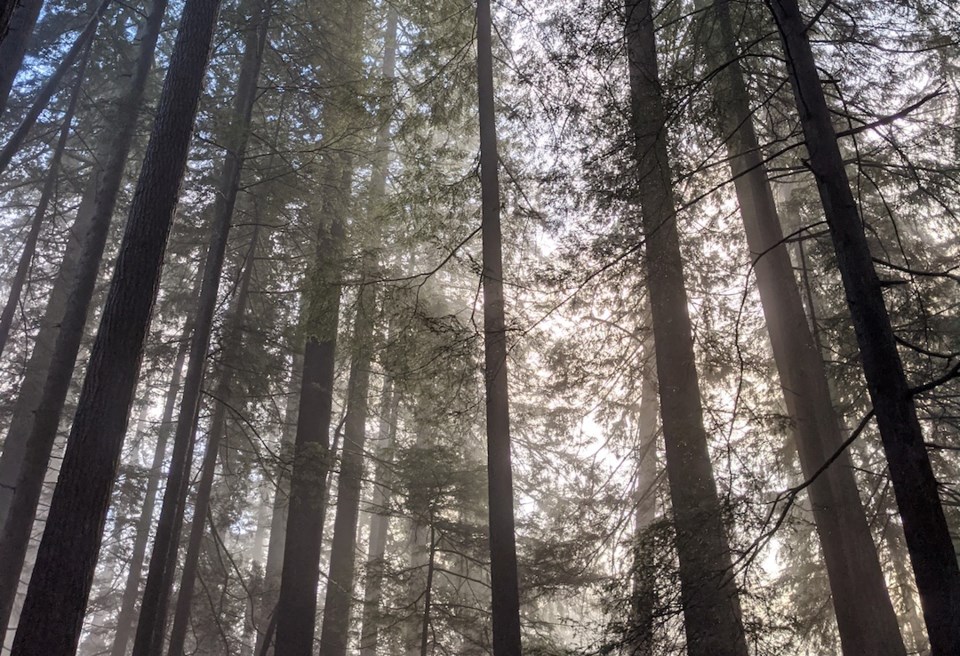 light and fog in the trees