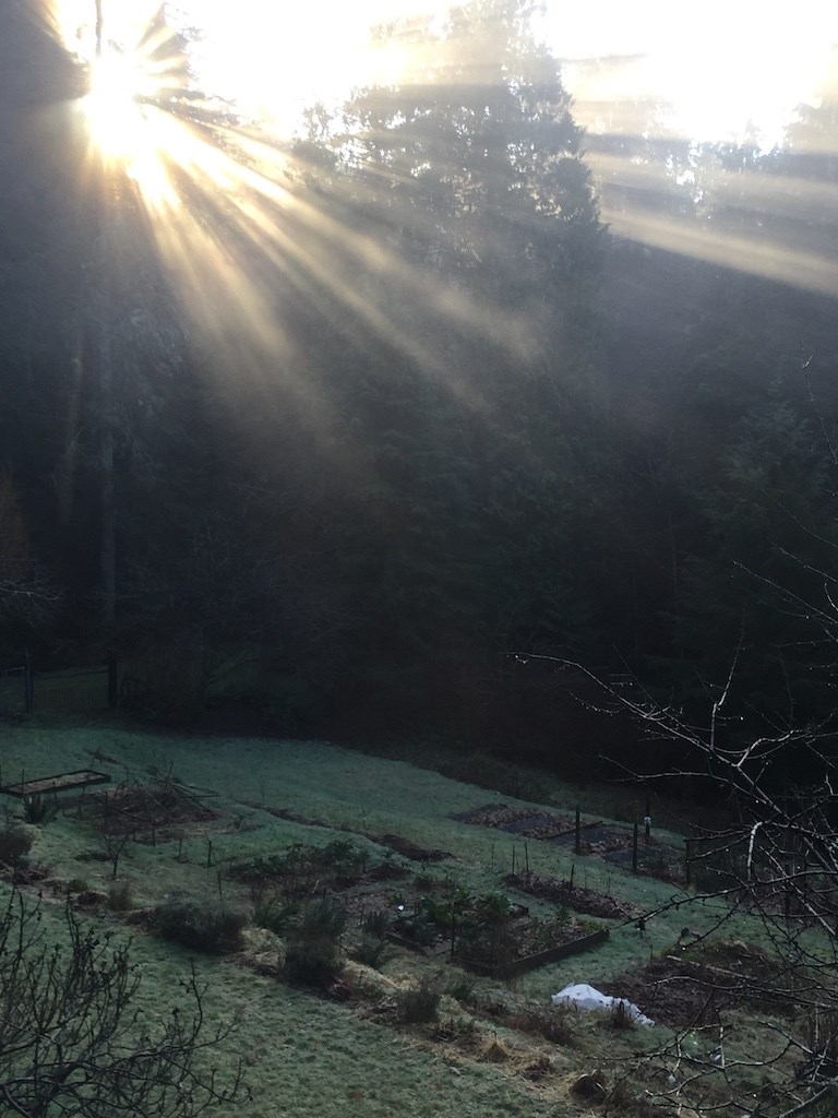 Rob Wynen's garden in winter with sunlight shining