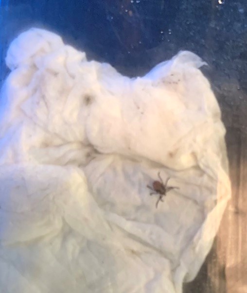 A tick on wet paper towel inside a baggie