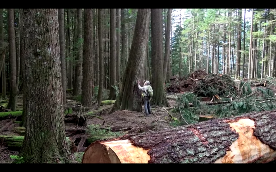 A man standing by a tree beside logged forest