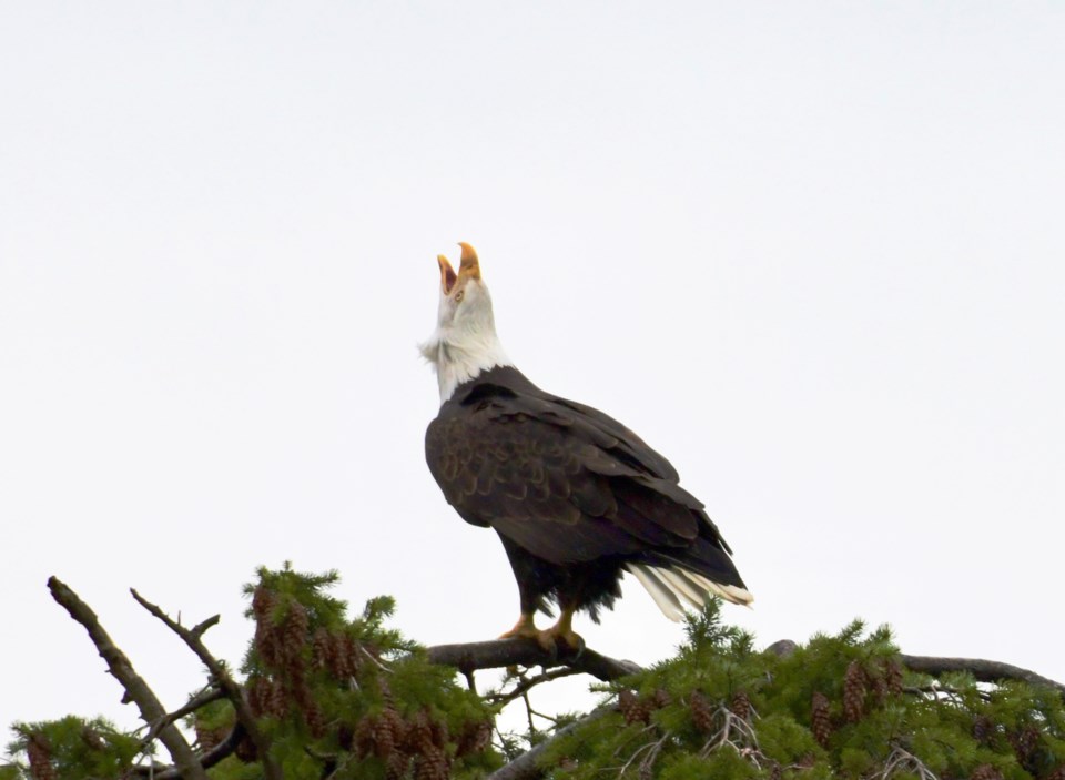 An eagle standing atop branches with its head tilted toward the sky and mouth open