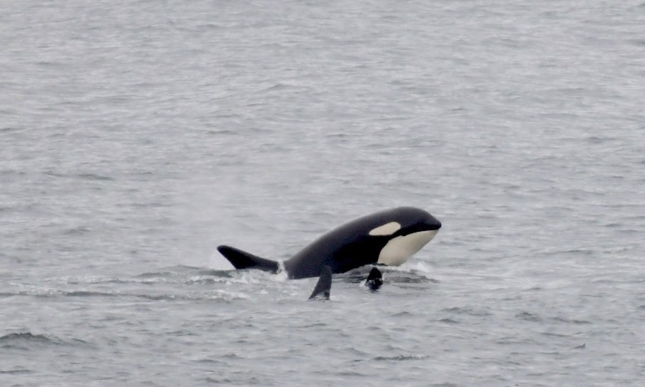 Orca breaching and two fins of other orcas