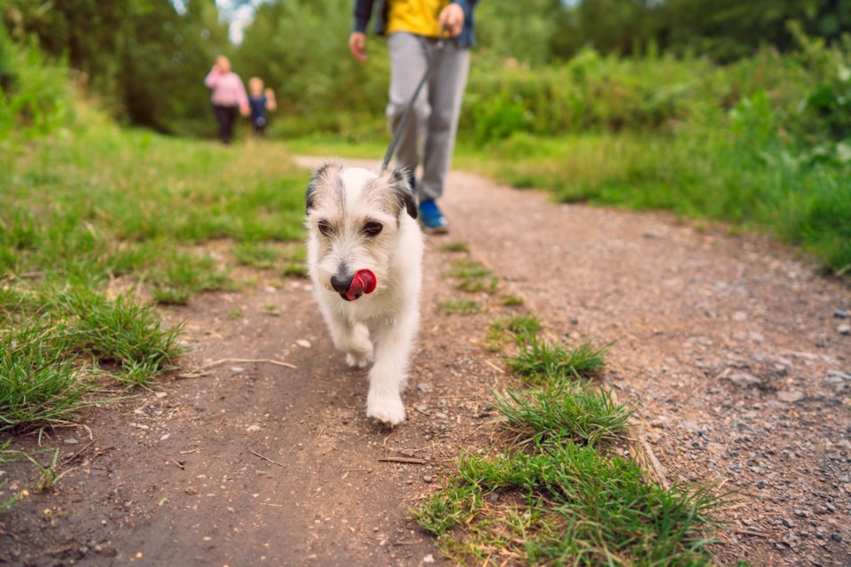 dog-walk